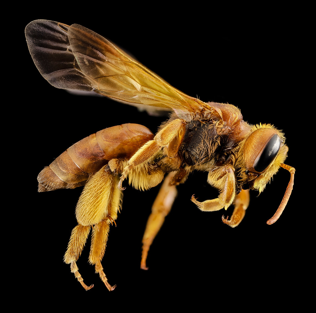Andrena oman, f, oman, side_2014-10-11-16.25.26 ZS PMax — illustrating Integrated medicine doctor near me